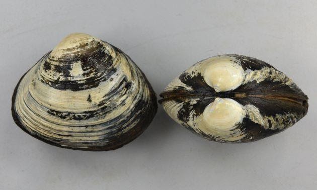 Sò đỏ Hokkigai